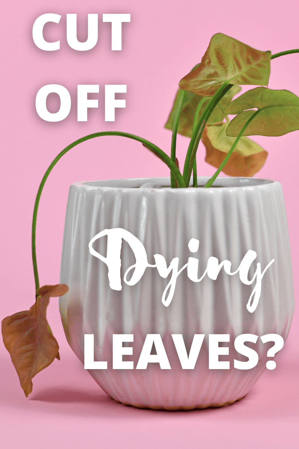 Should you cut off dying leaves? If your house plant has a few dying leaves, it's usually a good idea to cut them off - as long as you do it correctly and they are at least 50 percent damaged.