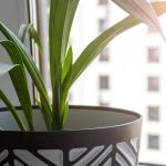 Is Your Plant Getting Enough Sun?