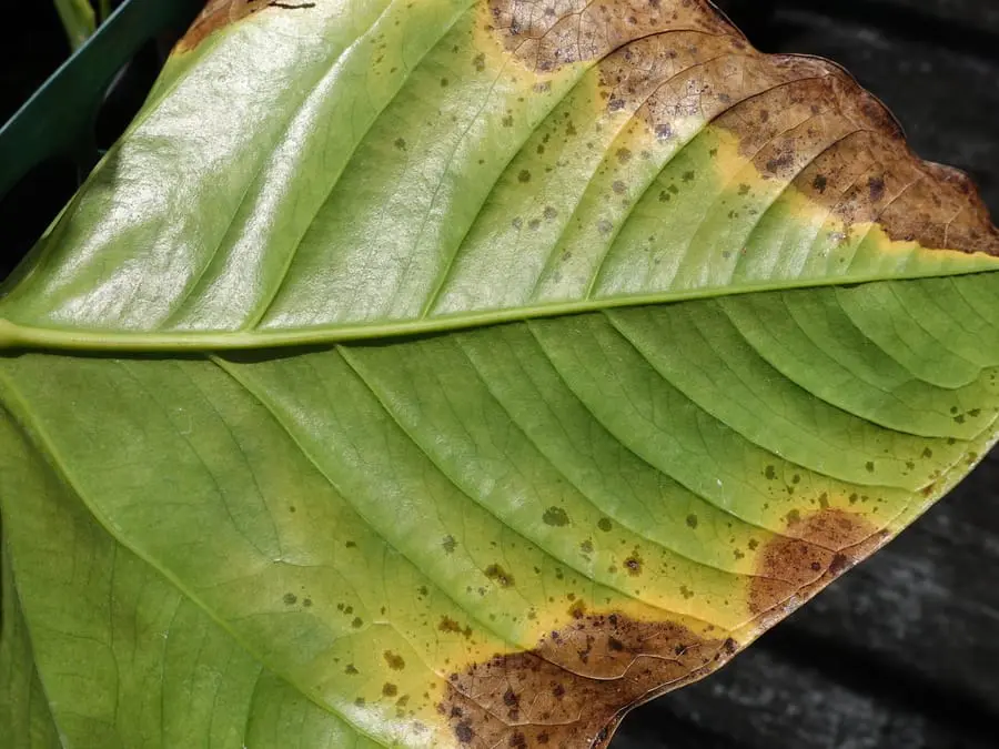 Anthurium Leaf Blight