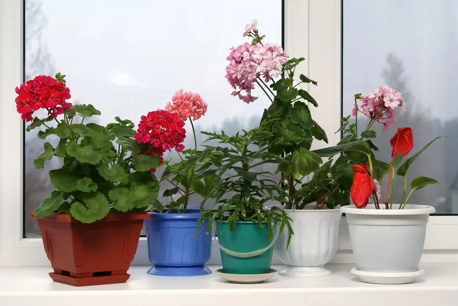 Best Indoor Flowers for Beginners