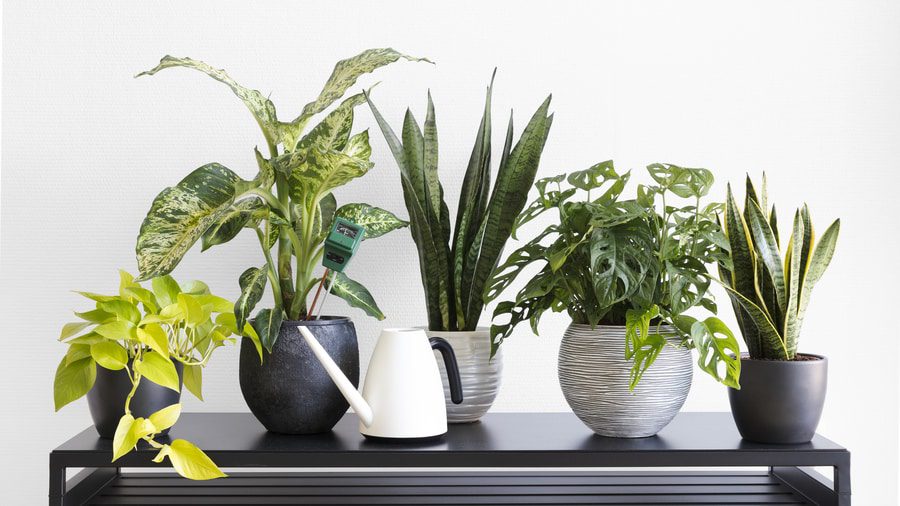 Best Houseplants for Allergy Sufferers