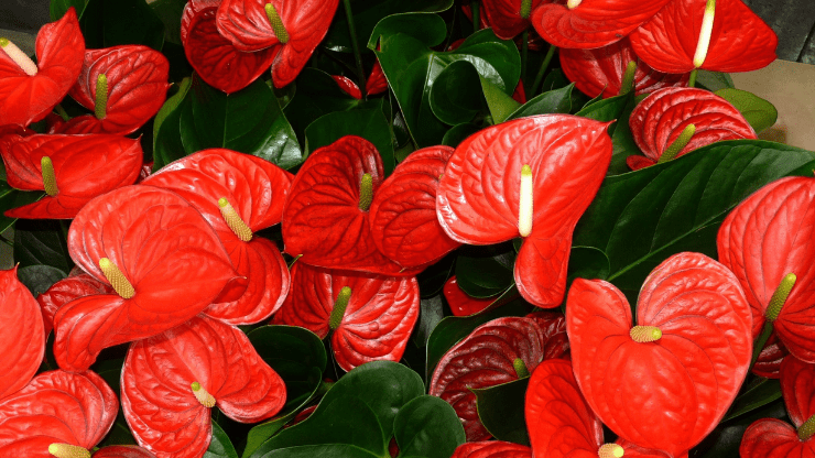anthurium flowers