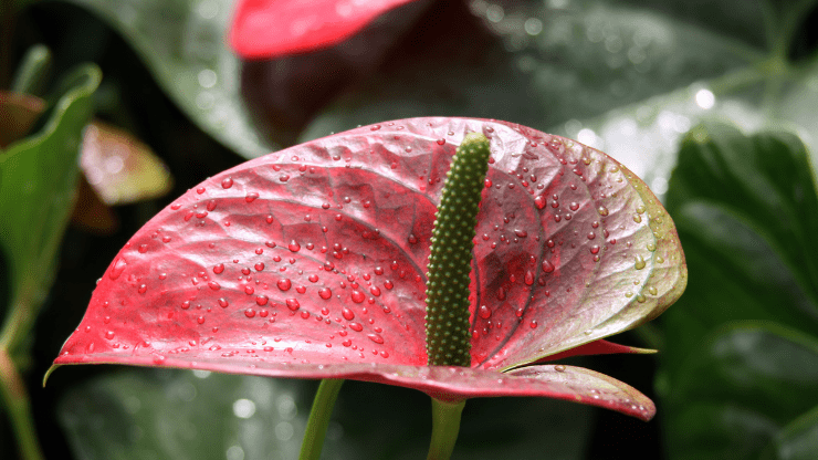 mist anthurium to maintain high humidity