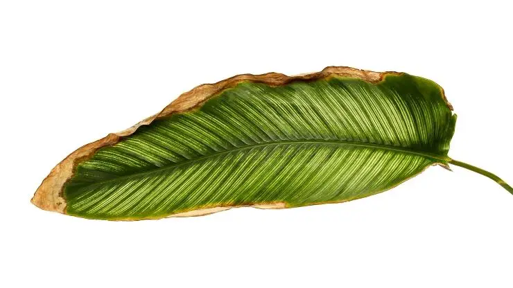 Calathea leaf brown edges