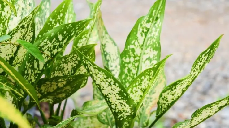 Healthy Chinese Evergreen