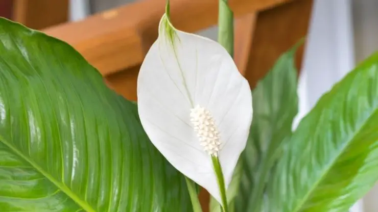 Healthy peace lily flower