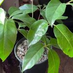 Schefflera Amate Umbrella Tree Care