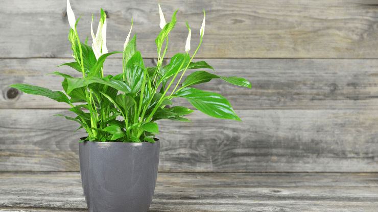 Peace Lily for North Facing Windows