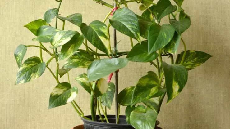Pothos Staked for Bigger Leaves