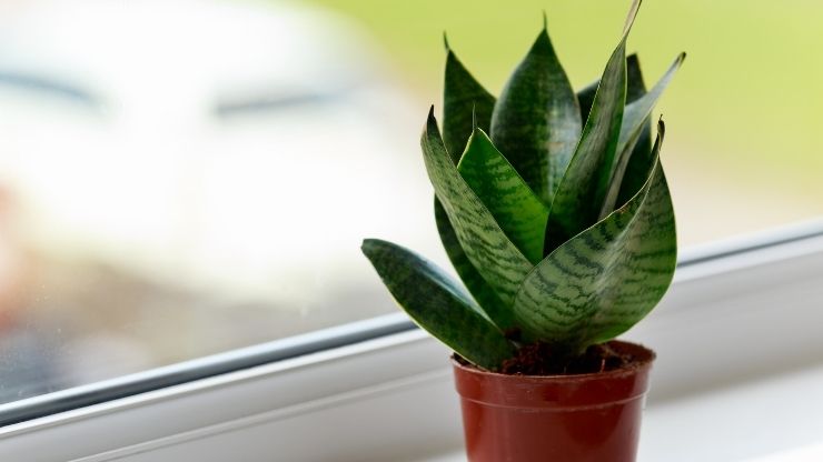 Snake Plants for North Facing Windows