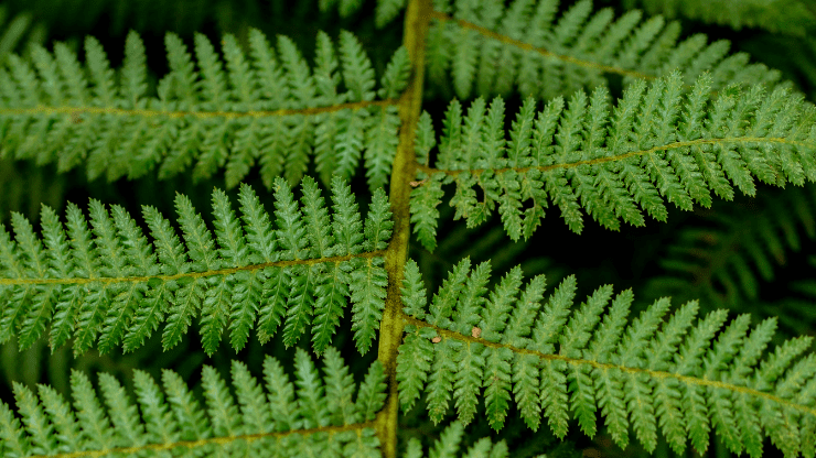 hacksaw fern for north facing windows