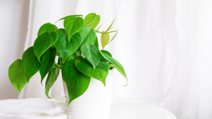 heart leaf philodendron for north facing window
