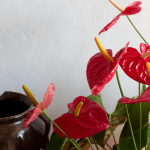 how do you bring anthurium back to life