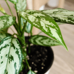 how to save a dying aglaonema