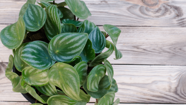 peperomia for northern windows