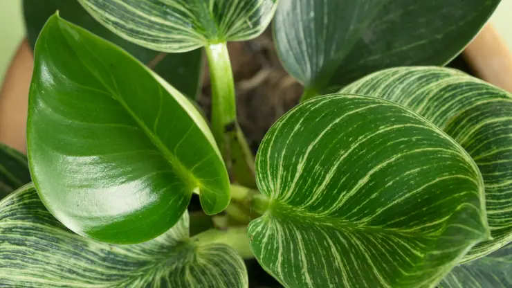 philodendron birkin leaves close up