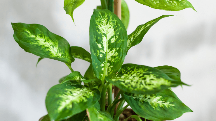 place dieffenbachia in a northern window
