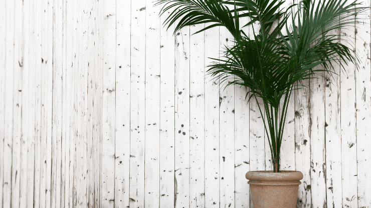 Kentia Palm Low Light Indoor Palms