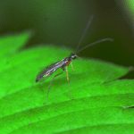 Fungus Gnat in Plants Coffee Grounds