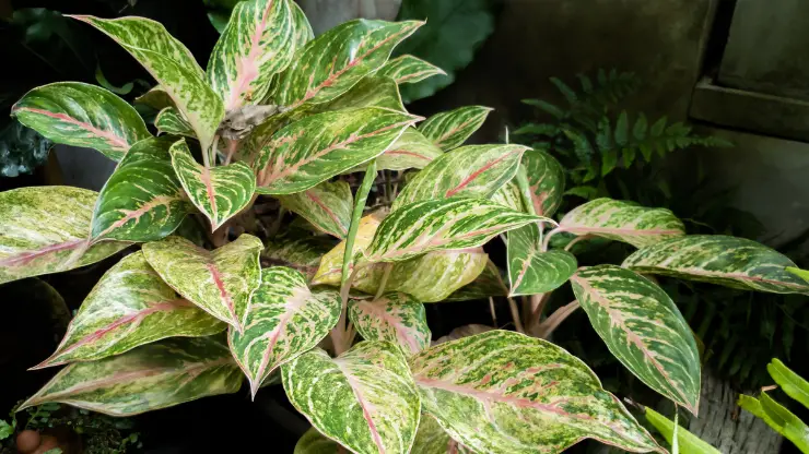 chinese evergreen low light houseplant