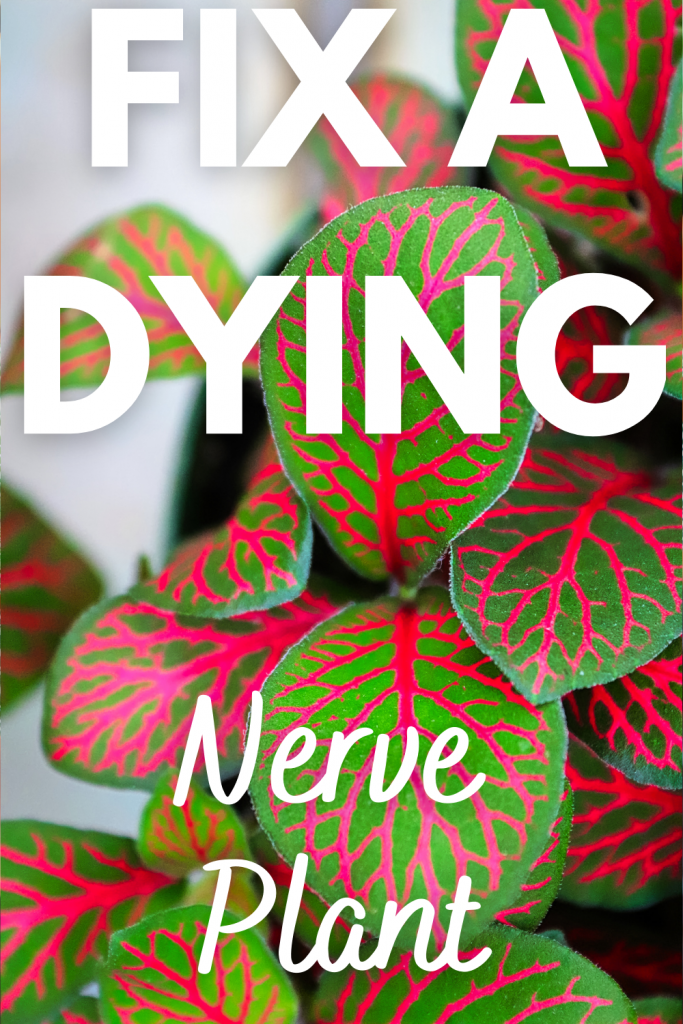 How to save a drooping nerve plant