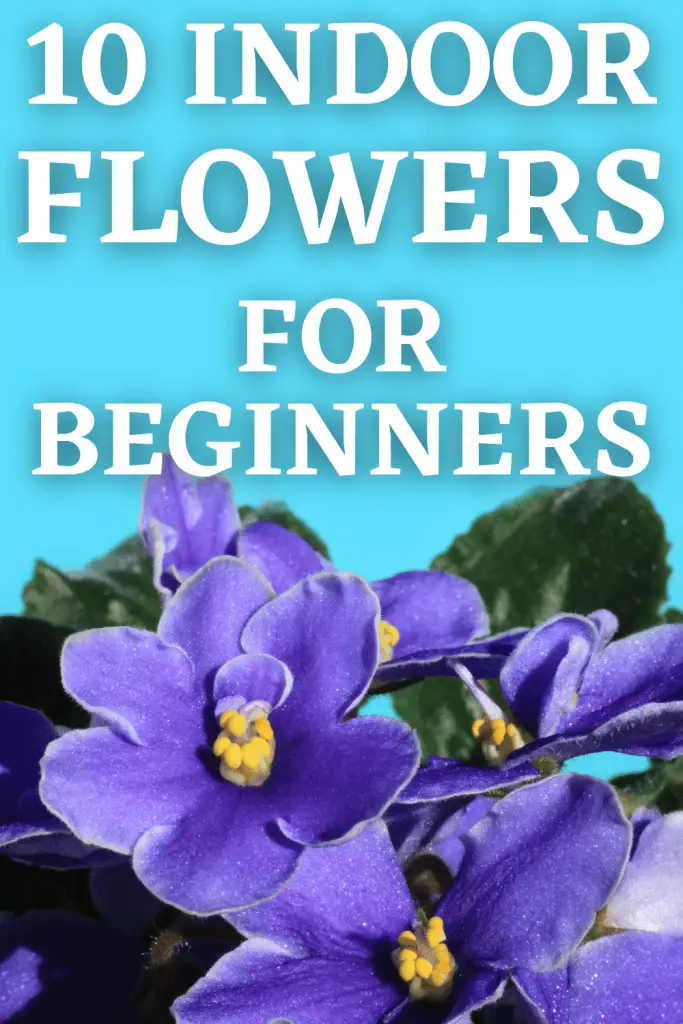 10 best indoor flowers for beginners