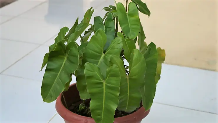 blushing philodendron care