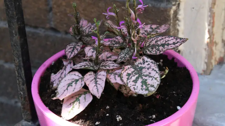 grow polka dot plant outdoors in summer
