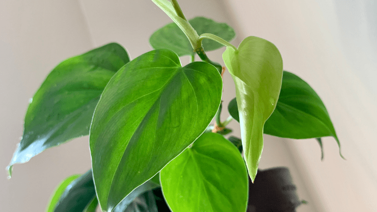 heartleaf philodendron best houseplants for black thumbs