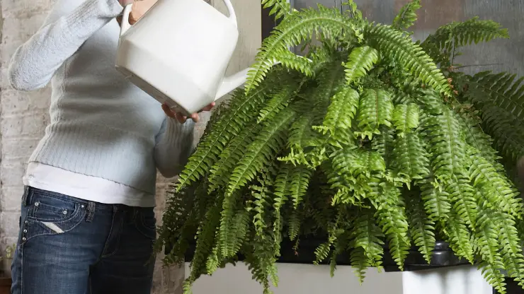 How Much Should I Water My Indoor Fern