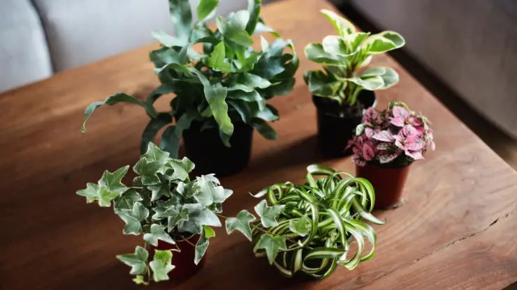 how to make indoor plants grow faster