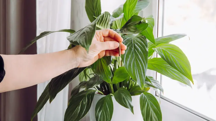 make indoor plants grow faster fertilizer