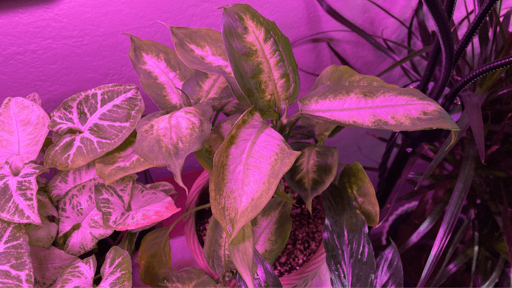 my dieffenbachia thriving under artificial lights