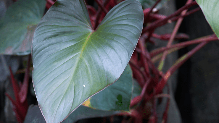 philodendron erubescens leaves