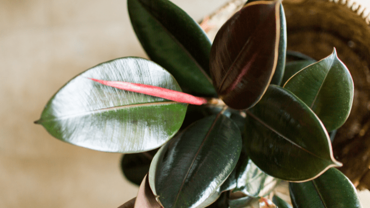 rubber plant best houseplants for black thumbs