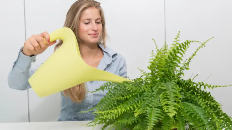 How Much Should I Water My Indoor Fern?