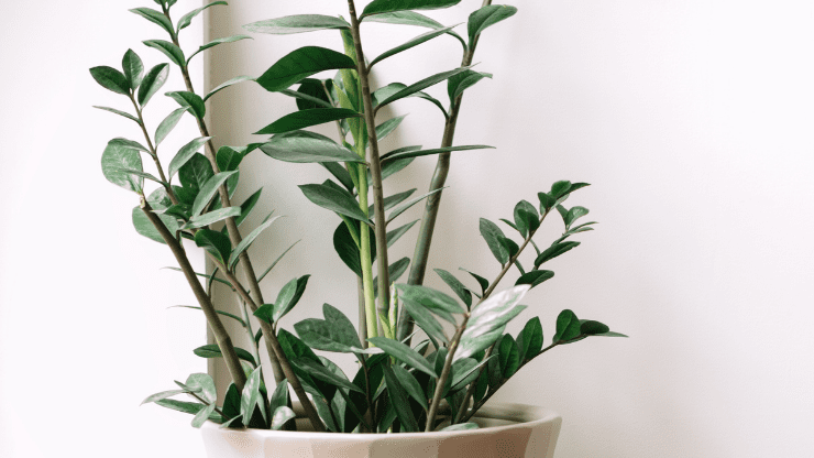 zz plant best houseplants for black thumbs