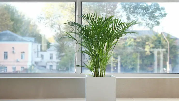 Areca Palm - Best Houseplants for South Facing Windows