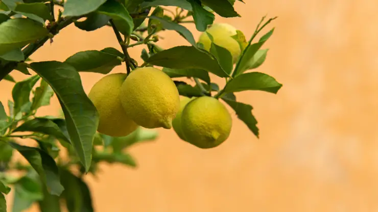 meyer lemon - Best Houseplants for South Facing Windows