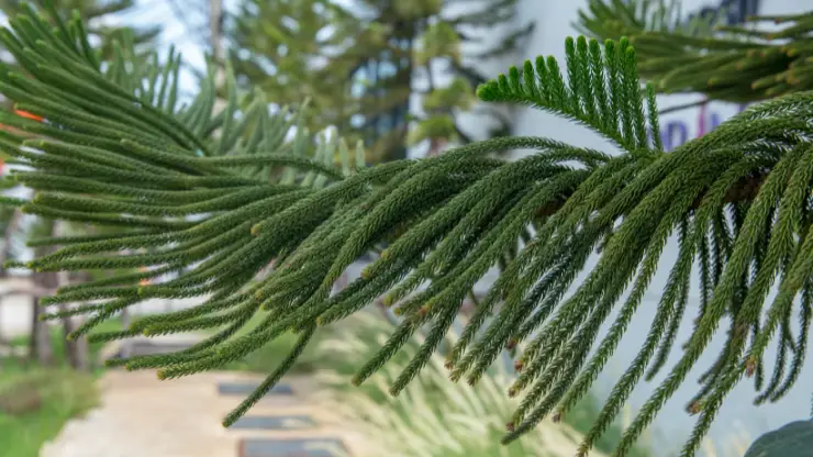 Norfolk Island Pine - Best Houseplants for South Facing Windows