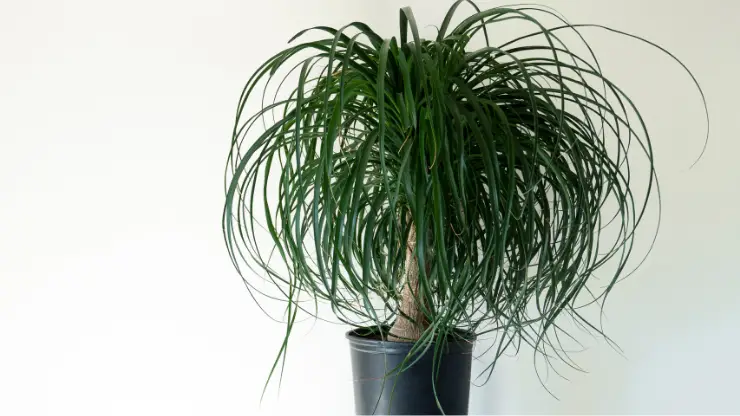 Ponytail Palm - Best Houseplants for South Facing Windows