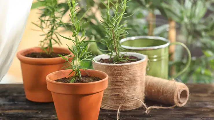 Rosemary - Best Houseplants for South Facing Windows