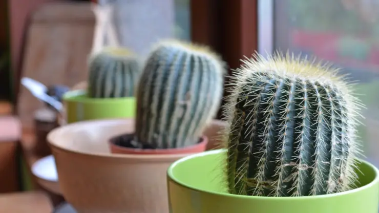 acclimate cacti slowly to sunny windows