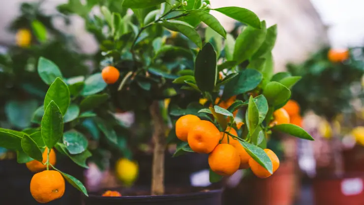 calamondin orange - Best Houseplants for South Facing Windows