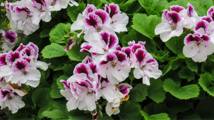 regal geranium - Best Houseplants for South Facing Windows