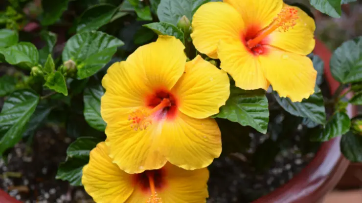hibiscus - Best Houseplants for South Facing Windows 