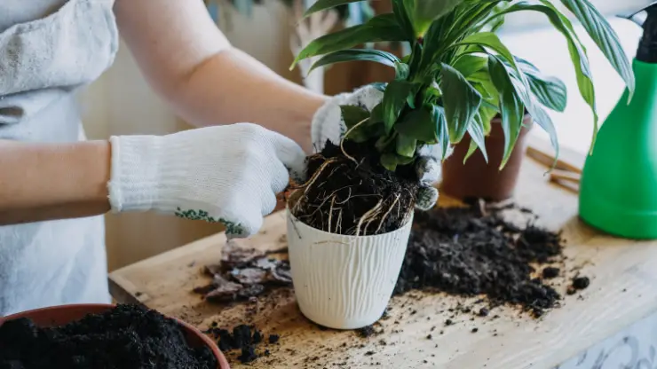 repotting houseplants can help them grow faster