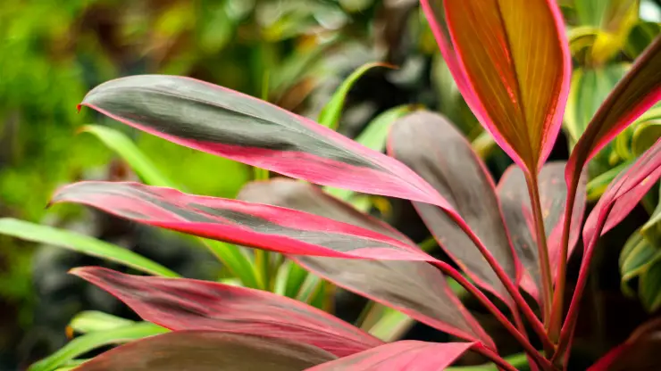 ti plant -  Best Houseplants for South Facing Windows